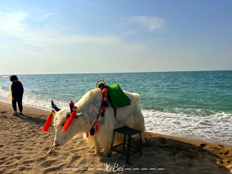 青海湖78