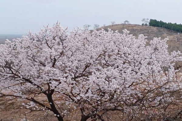 时政要闻 | 春日旅游红火 新场景激发消费新活力